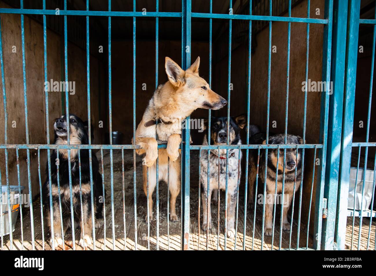 Cage avec les chiens en refuge pour animaux Banque D'Images