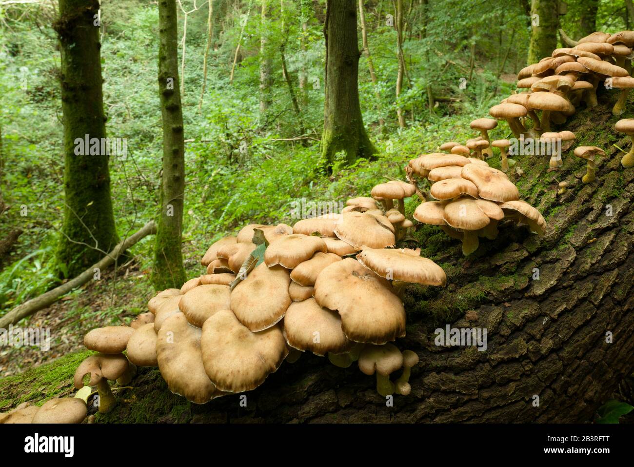 Champignons du miel (Armillaria mellea) qui poussent sur un arbre mort dans les bois au début de l'automne. Banque D'Images