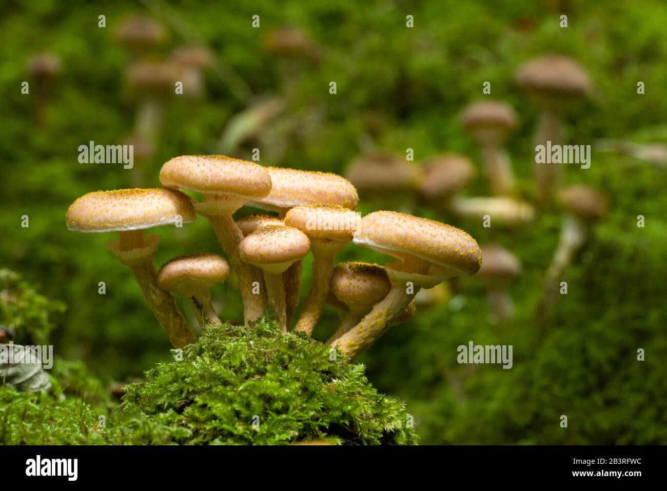 Champignons du miel (Armillaria mellea) dans les bois au début de l'automne. Banque D'Images