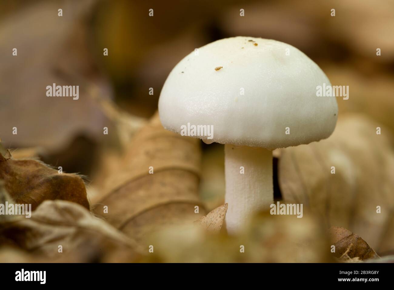 Le champignon miller (Clitopilus prunulus) qui pousse dans la litière de feuilles sur un sol boisé. Également connu sous le nom de champignons de pain sucré Banque D'Images