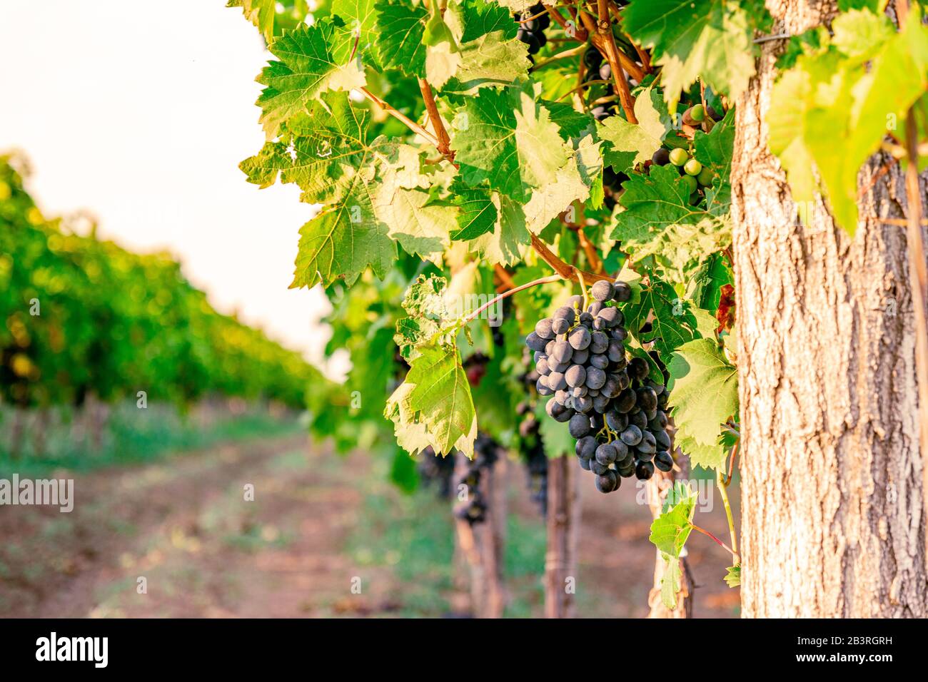 Vignes avec raisins bleus au coucher du soleil en récolte d'automne. Raisins mûrs à l'automne au crépuscule. Banque D'Images