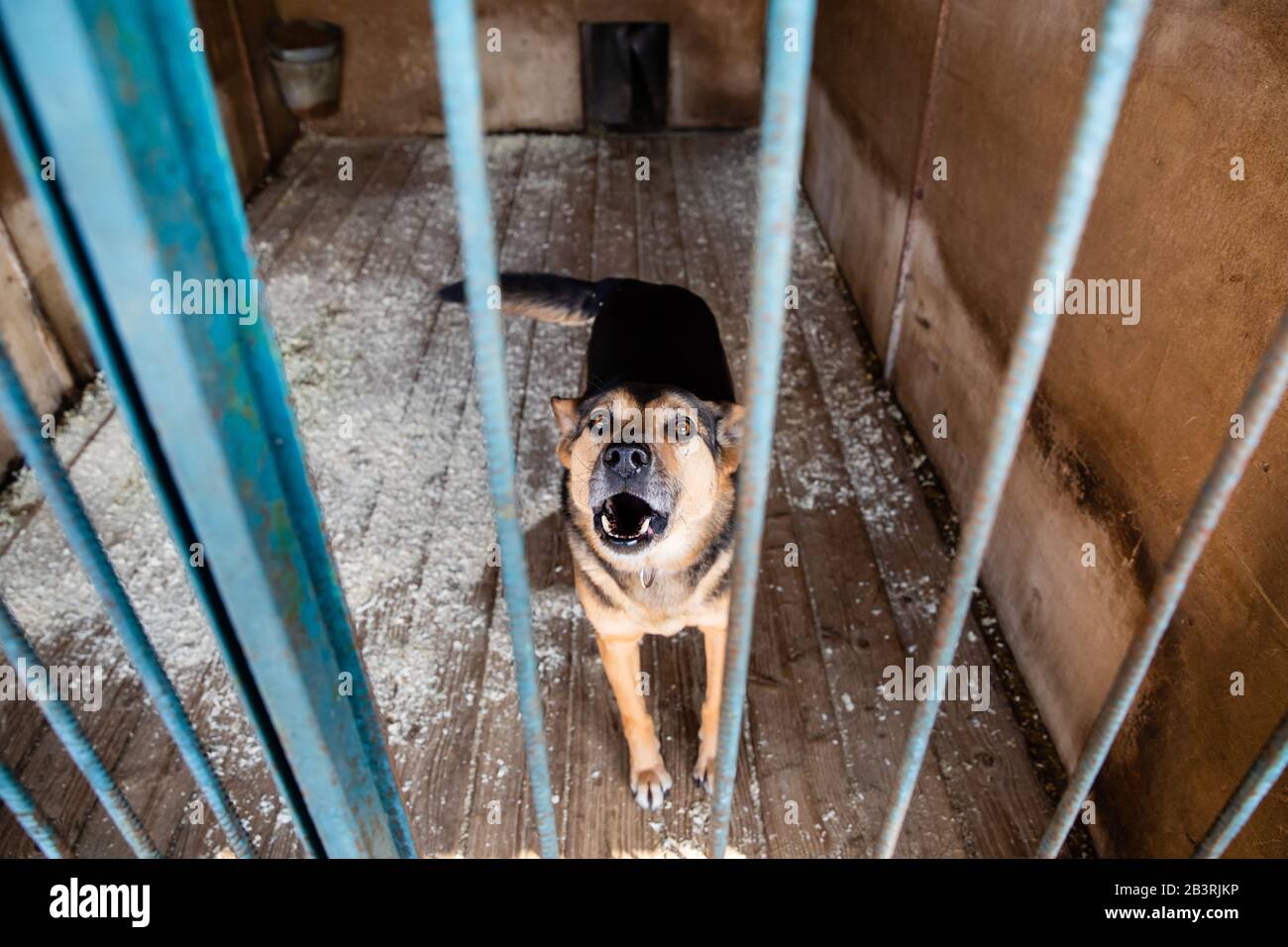 Cage avec les chiens en refuge pour animaux Banque D'Images