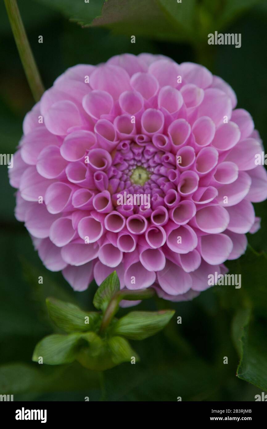 gros plan sur une fleur d'un globe rose dahlia Banque D'Images