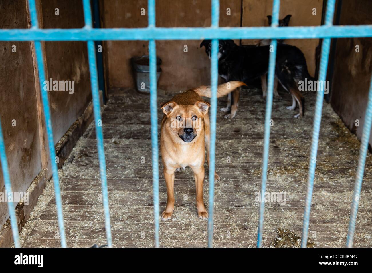 Cage avec les chiens en refuge pour animaux Banque D'Images