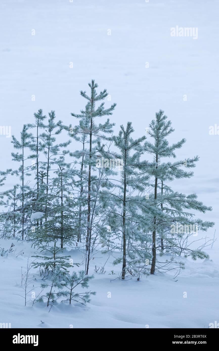 Gelées de pins sur la rive du lac à ciel nuageux en hiver Banque D'Images