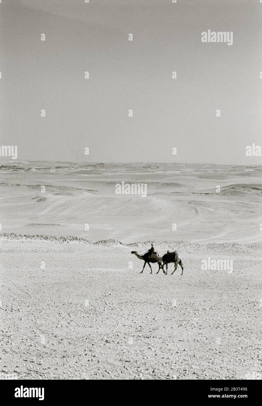 Photographie de voyage en noir et blanc - chameaux dans le désert près des pyramides de Giza au Caire en Egypte en Afrique du Nord Moyen-Orient Banque D'Images