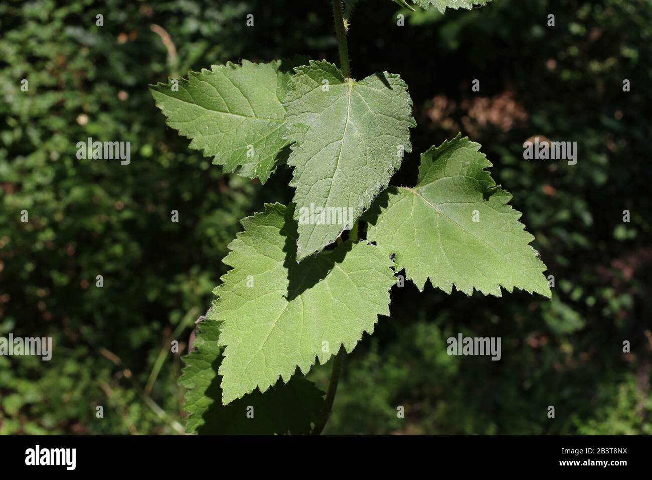 Campanula trachlium subsp. Athoa - plante sauvage grenée en été. Banque D'Images