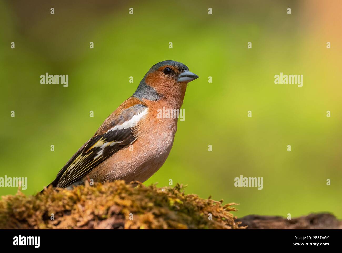 Chaffinch commun - Célébes de Fringilla, magnifique oiseau perché de couleur des forêts du Vieux monde, Hortobagy, Hongrie. Banque D'Images
