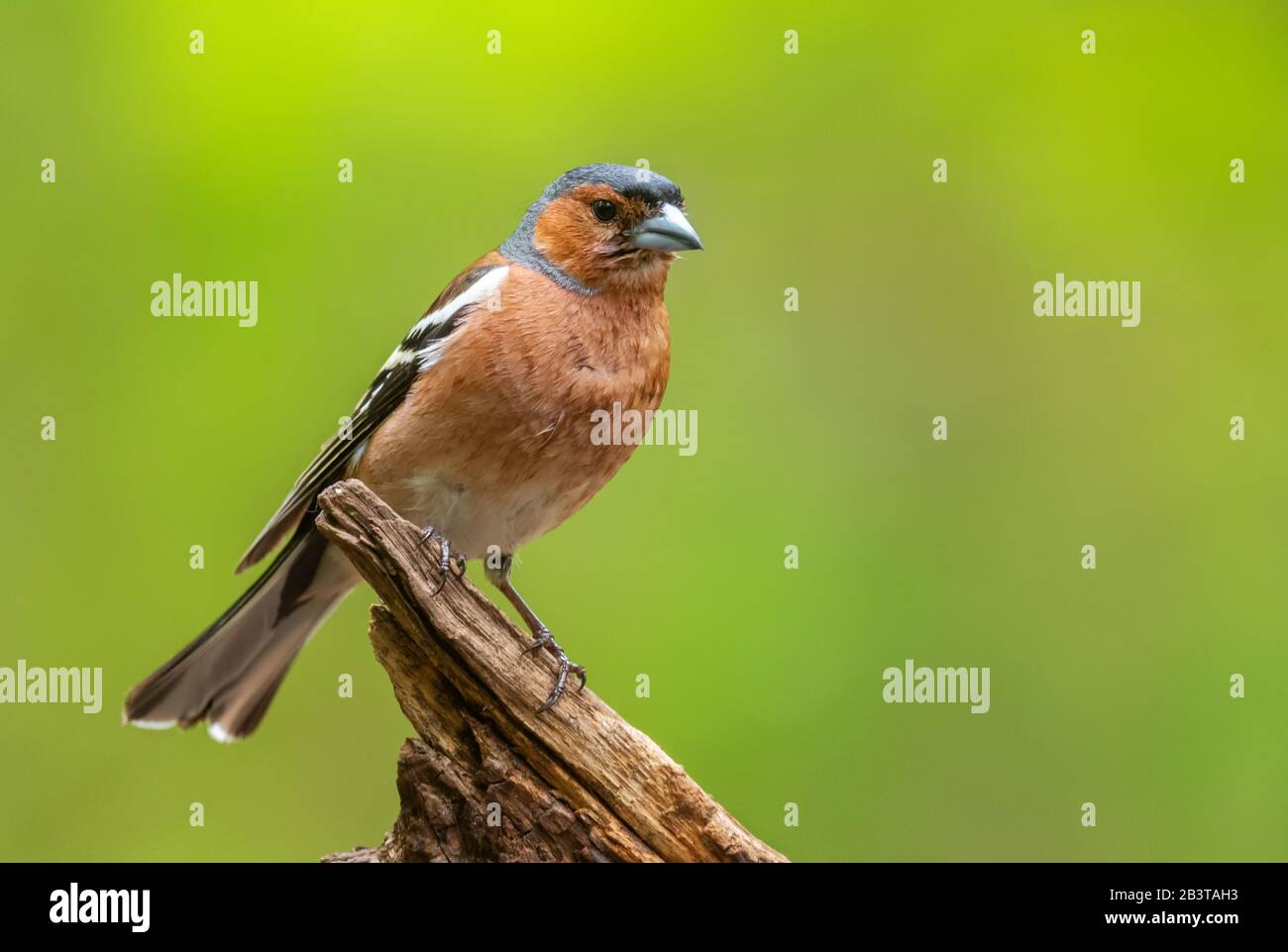 Chaffinch commun - Célébes de Fringilla, magnifique oiseau perché de couleur des forêts du Vieux monde, Hortobagy, Hongrie. Banque D'Images