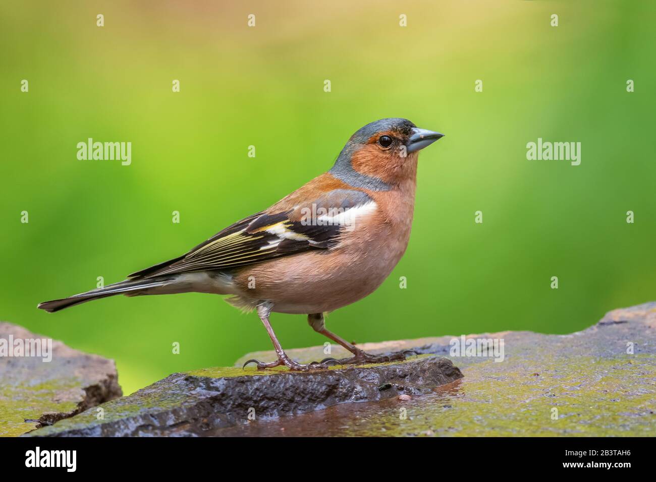 Chaffinch commun - Célébes de Fringilla, magnifique oiseau perché de couleur des forêts du Vieux monde, Hortobagy, Hongrie. Banque D'Images