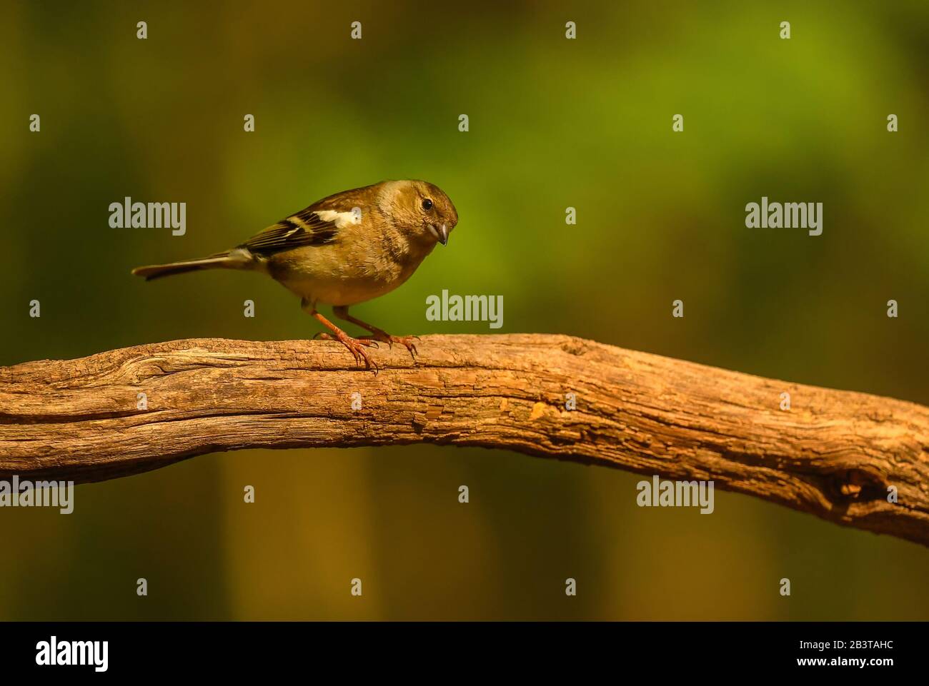 Chaffinch commun - Célébes de Fringilla, magnifique oiseau perché de couleur des forêts du Vieux monde, Hortobagy, Hongrie. Banque D'Images