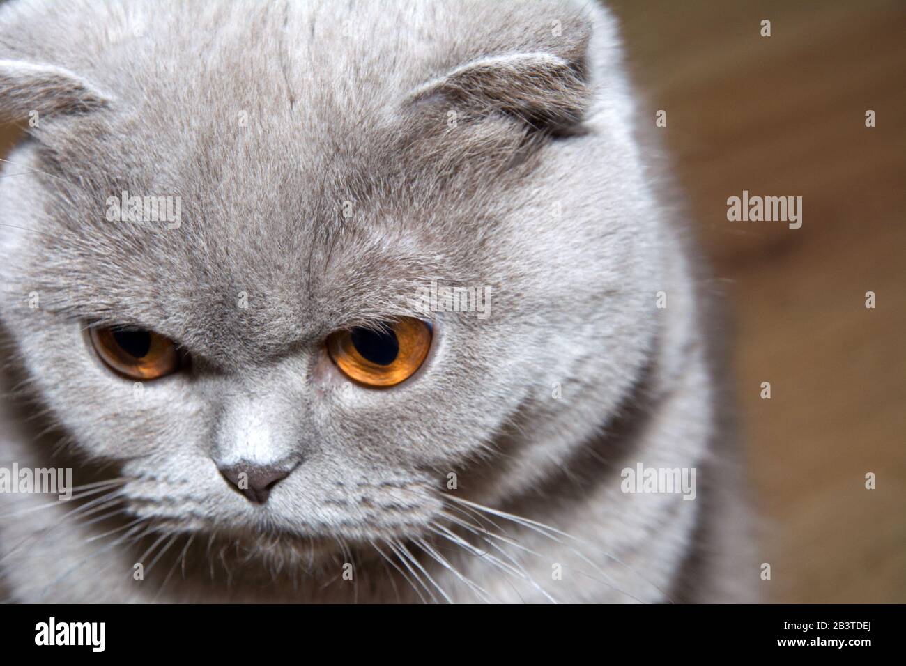 Un chat écossais à poil court et à poil court, avec une fourrure grise, se  dresse et regarde bien vers le bas Photo Stock - Alamy