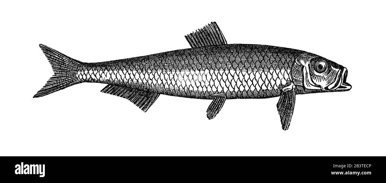 L'anchois européen (Engraulis enrasicolus), spécimen dans une ancienne illustration pour l'école. xixe siècle. Banque D'Images