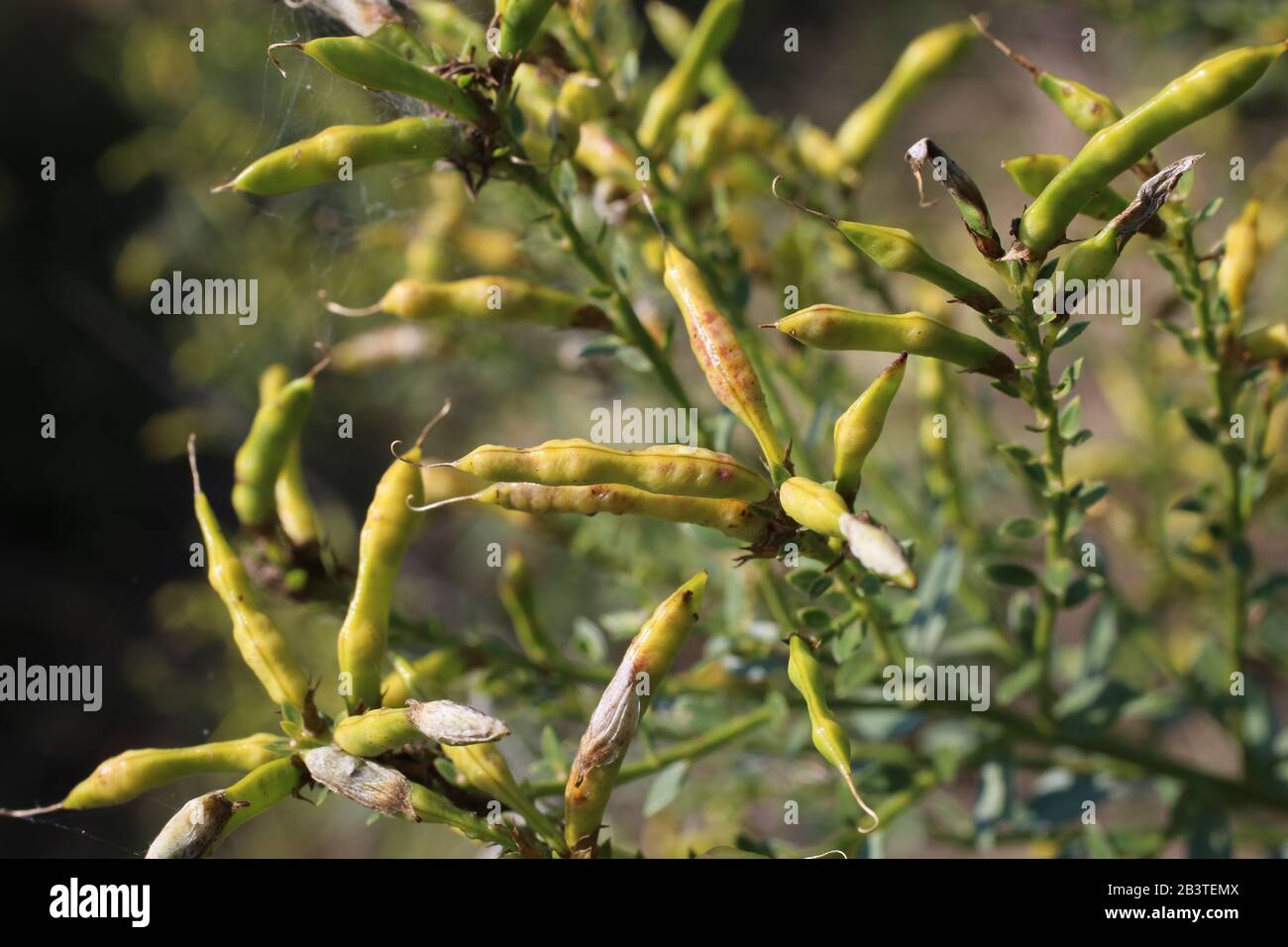 Genista tinctoria - plante sauvage grenée en été. Banque D'Images