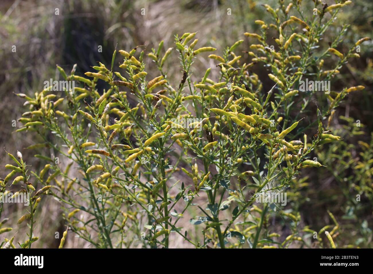 Genista tinctoria - plante sauvage grenée en été. Banque D'Images