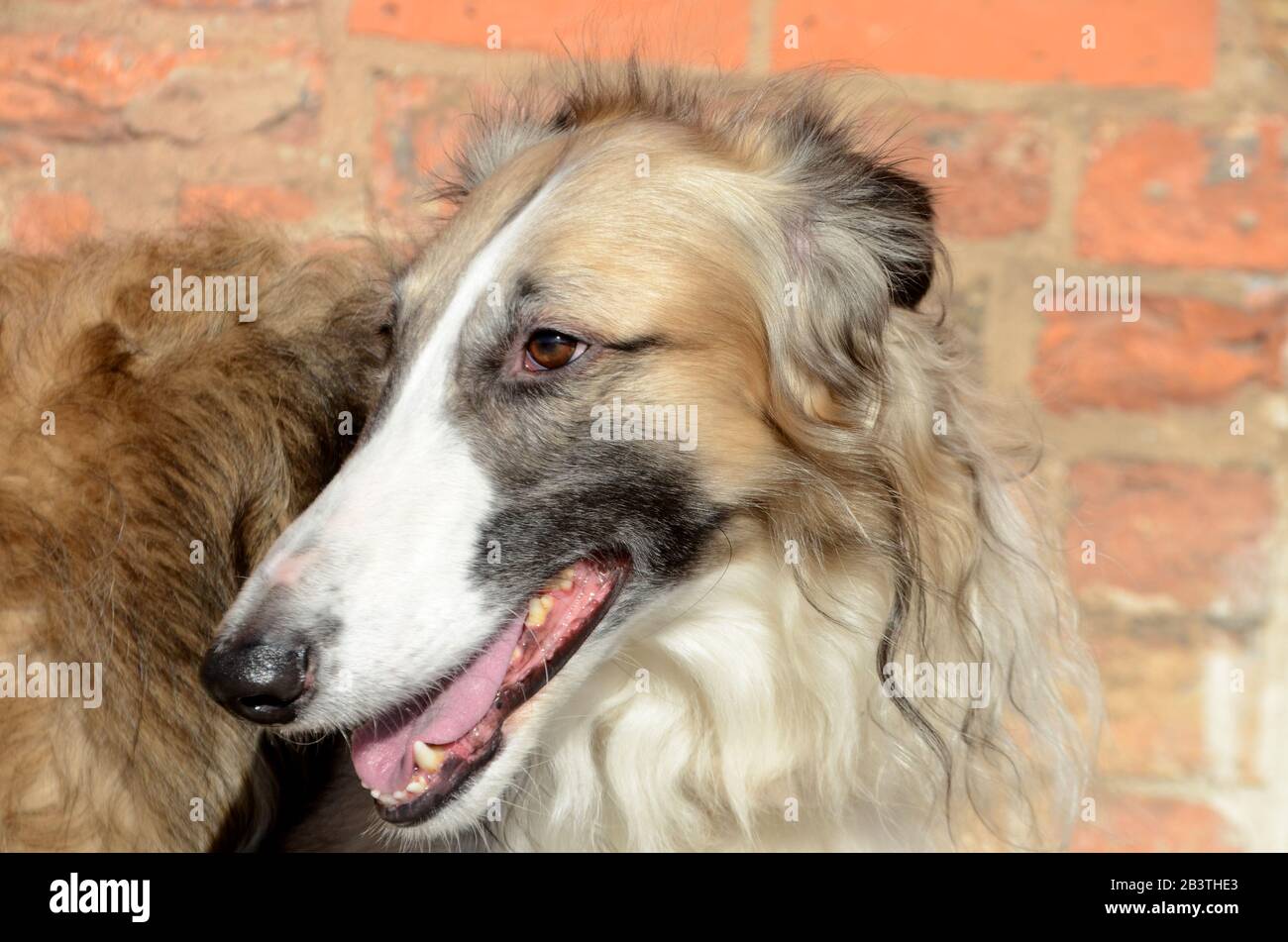 Portrait face d'un chien borzoi noir masqué. Banque D'Images
