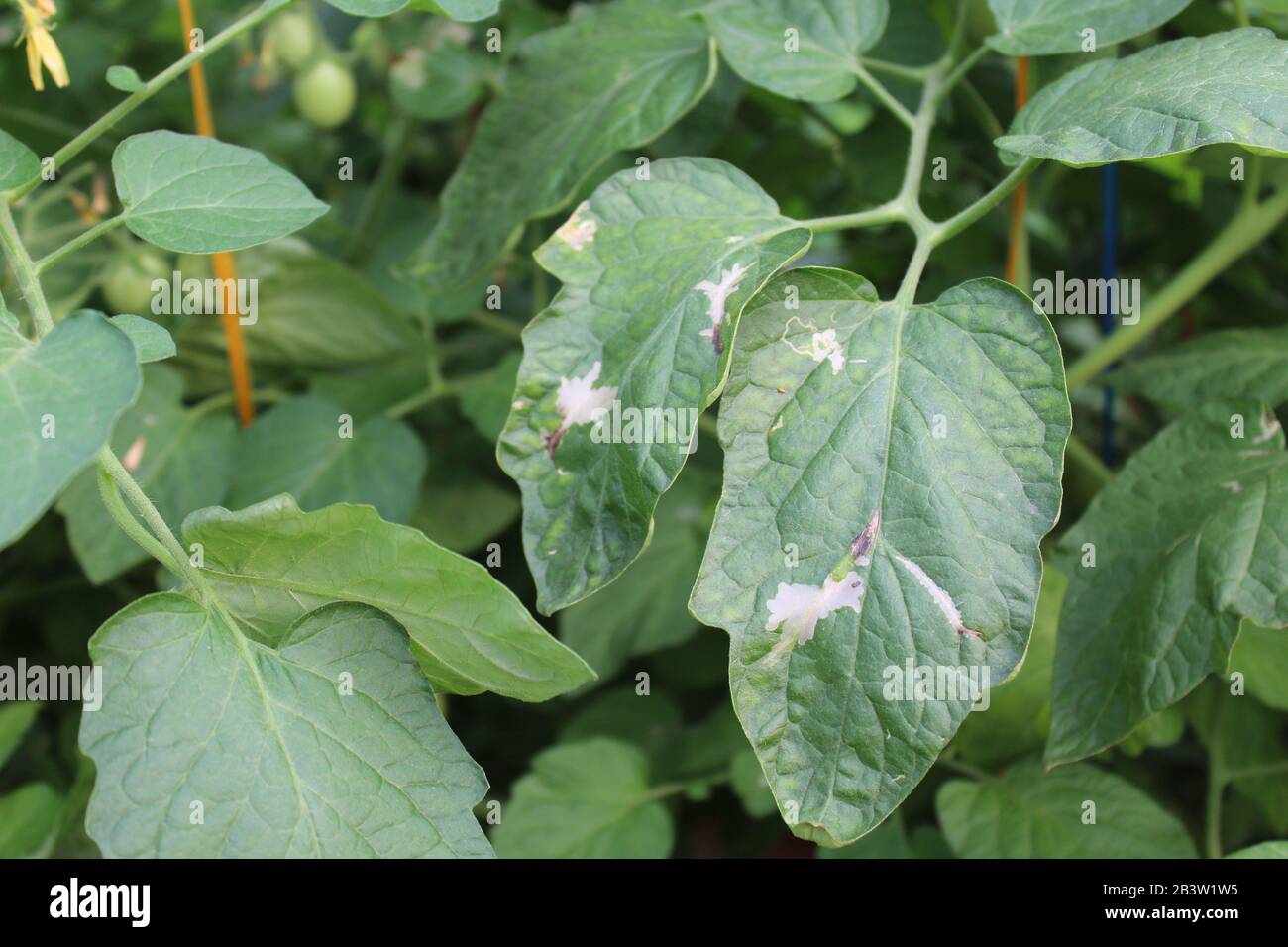 Infestation de feuilles de tomate. L'exploitation minière entre la surface supérieure et inférieure des feuilles par Tuta absoluta, entraînant des taches claires souvent remplies de frass. Banque D'Images