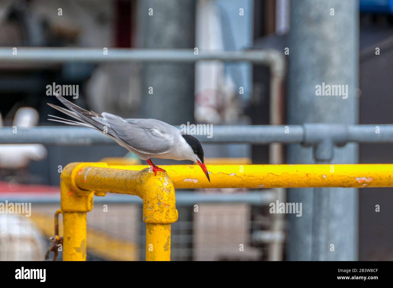 Sterne commune, Sterna hirundo, pêche dans le port de Lerwick, Shetland. Banque D'Images