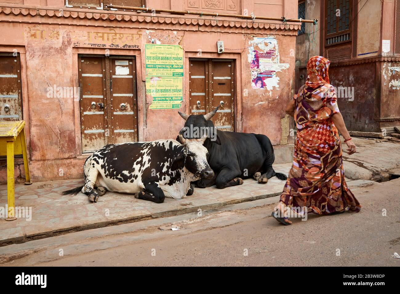 Les vaches saintes se trouvent dans la rue de Bikaner, Rajasthan, Inde Banque D'Images