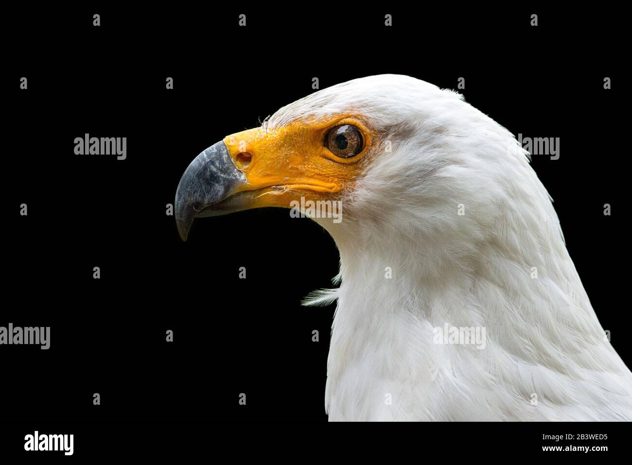 Aigle de poisson africain isolé sur fond noir ( Haliaetus vocifer ) Banque D'Images