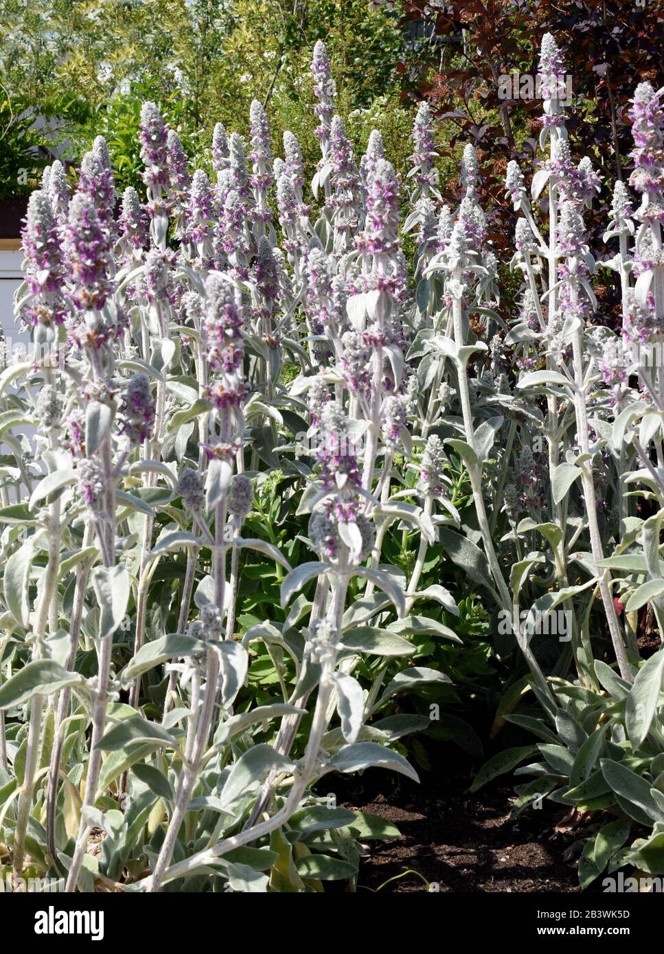 Wollziest, Stachys byzantina, auch Eselsohr genannt, ist eine schoene Heil- und Gartenpflanze. Le, Stachys byzantina, également appelé l'oreille âne, est un b Banque D'Images