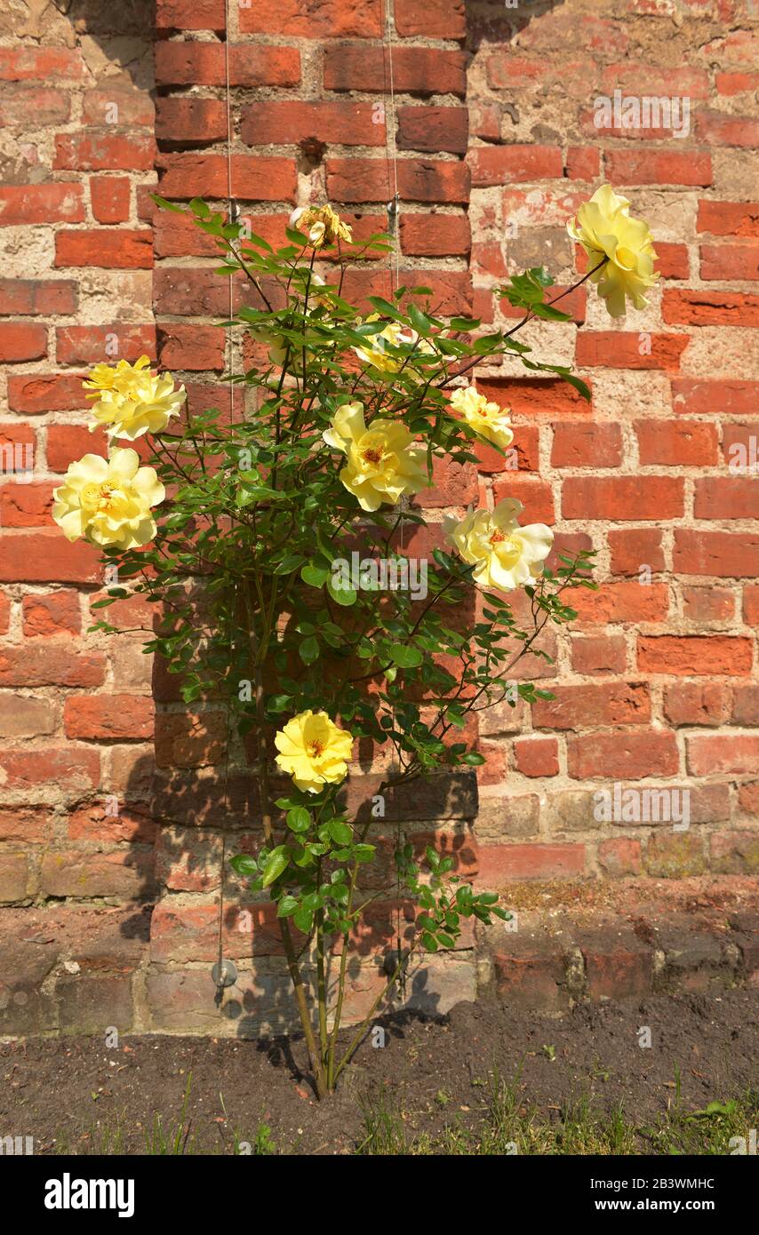 Backsteinmauer, pourriture, Rose, gelb Banque D'Images