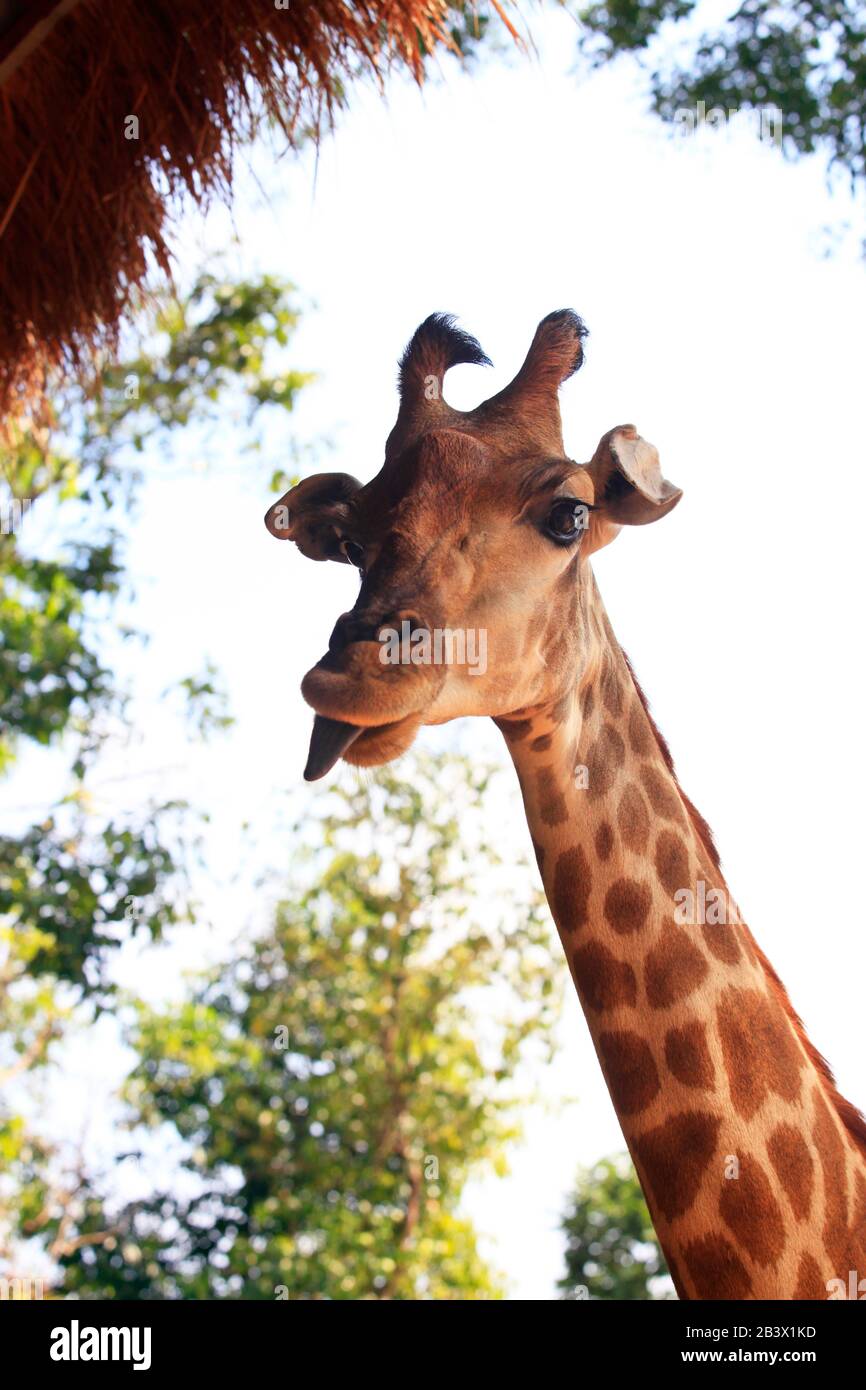 Close-up d'une girafe Banque D'Images