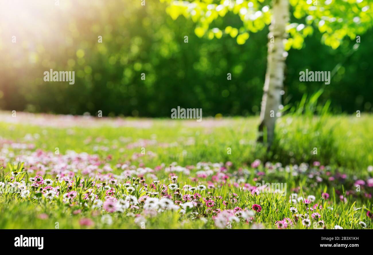 Pré avec beaucoup de fleurs de guirlande de printemps blanches et roses en journée ensoleillée Banque D'Images