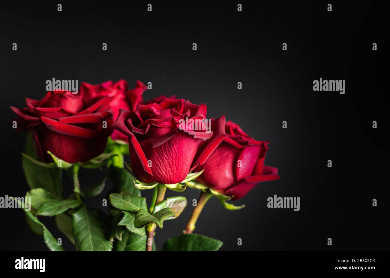 Magnifique bouquet de roses rouges sur fond noir. Espace de copie. Gros plan. Banque D'Images