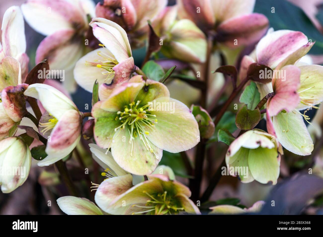 Helleborus x ericsmithii 'Champion' hellébores Banque D'Images