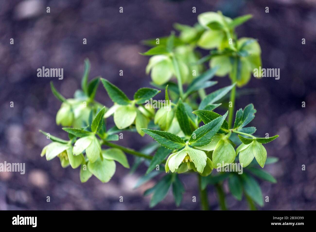 Hellebore Helleborus cyclophyllus Banque D'Images