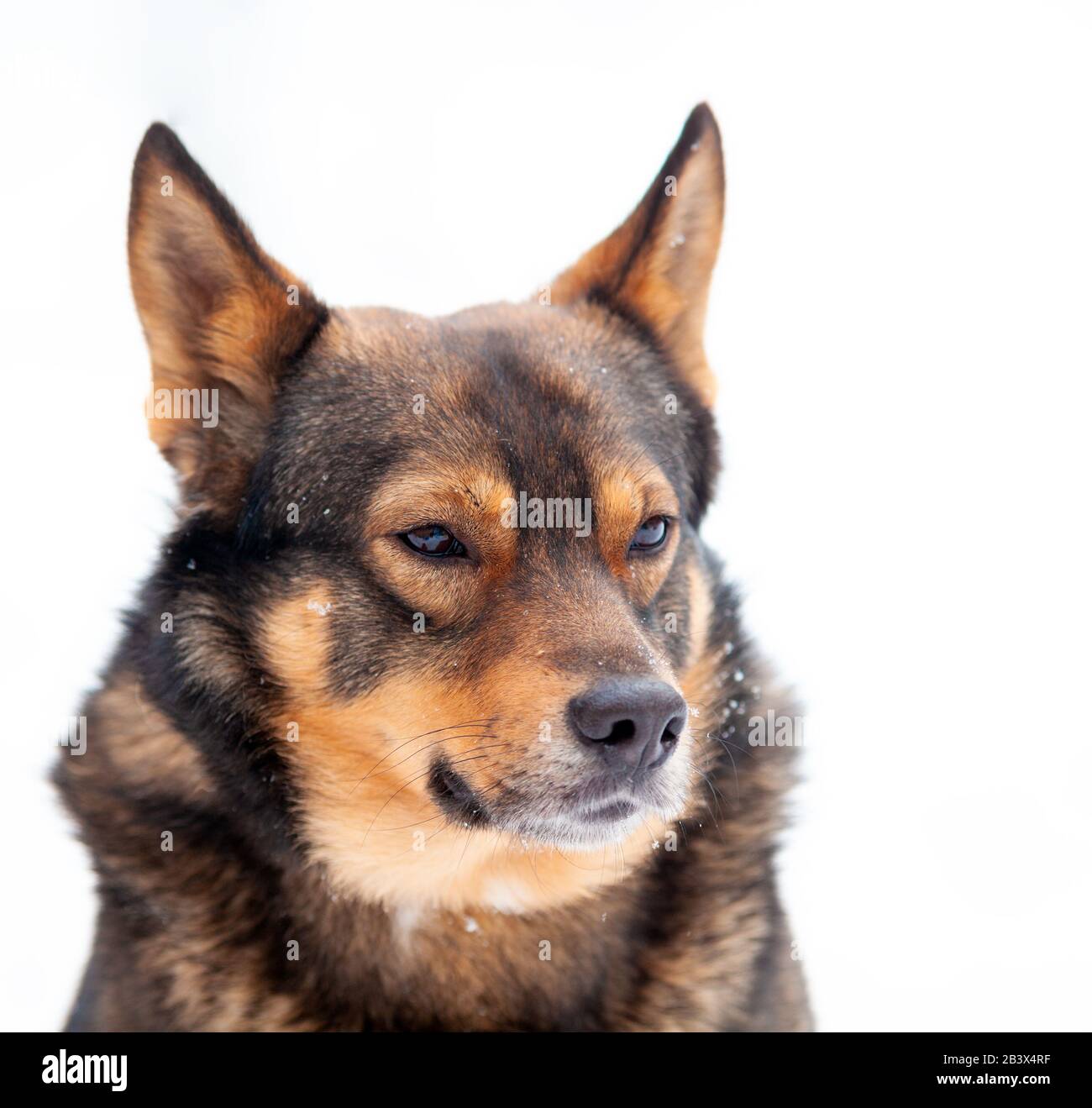 Portrait d'un hybride chien-loup isolé sur fond blanc Banque D'Images