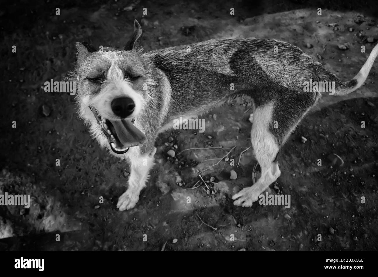 Drôle chien marchant dans la rue attentif, animaux et animaux de compagnie Banque D'Images