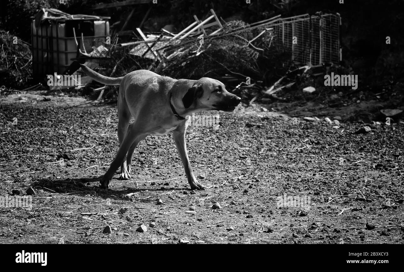 Drôle chien marchant dans la rue attentif, animaux et animaux de compagnie Banque D'Images