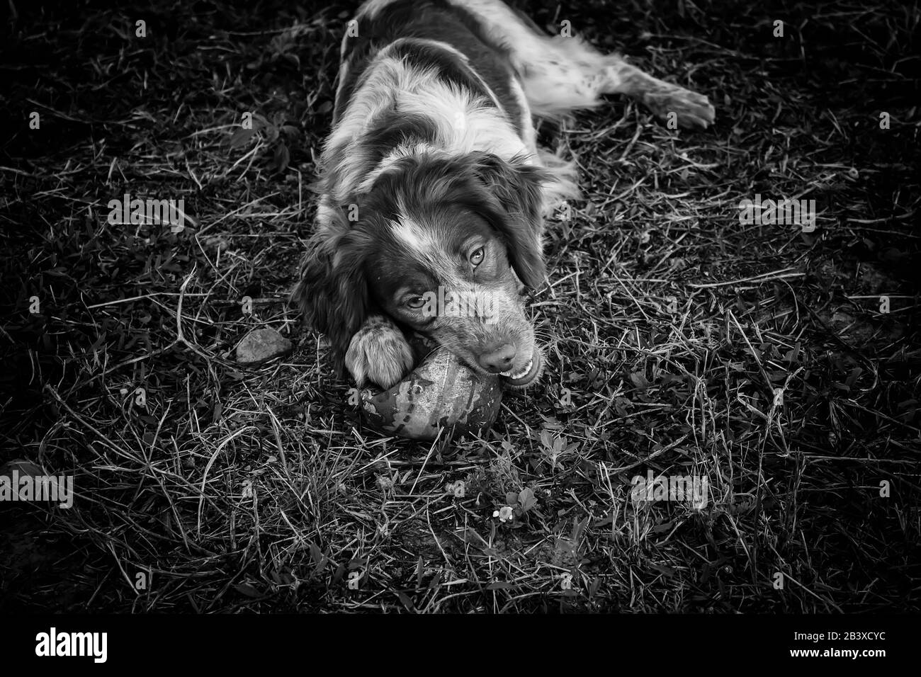 Drôle chien marchant dans la rue attentif, animaux et animaux de compagnie Banque D'Images