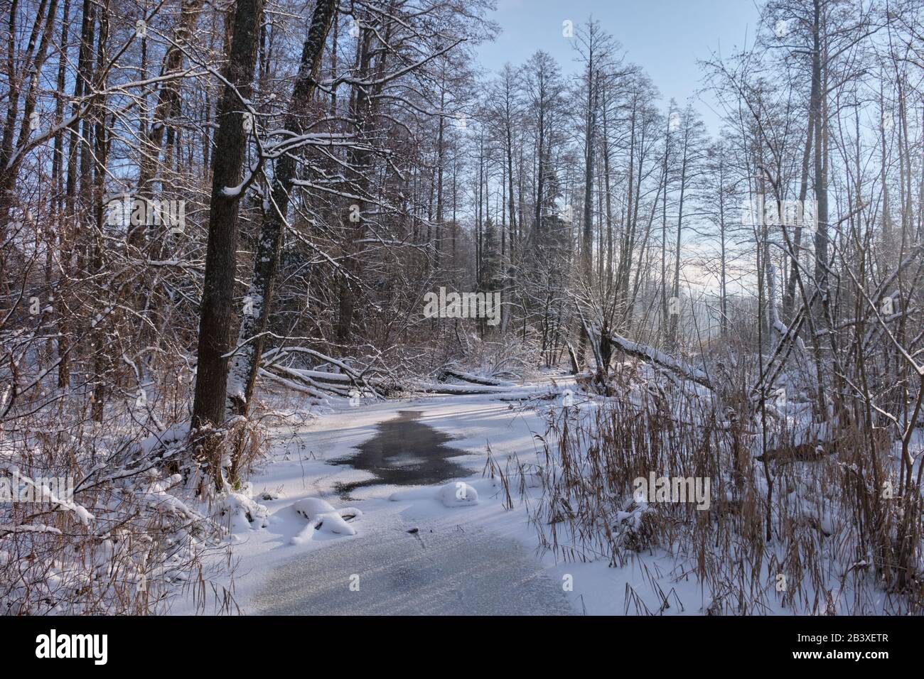 Paysage d'hiver de la rivière gelée Lesna en journée ensoleillée avec de la neige à roseau sèche enveloppée en premier plan, région de Podlasie, Pologne, Europe Banque D'Images