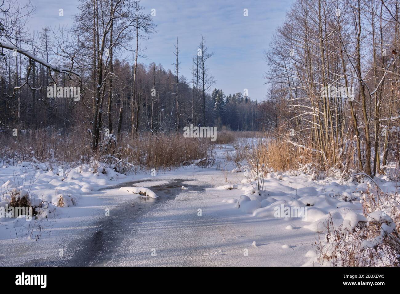 Paysage d'hiver de la rivière gelée Lesna en journée ensoleillée avec de la neige à roseau sèche enveloppée en premier plan, région de Podlasie, Pologne, Europe Banque D'Images