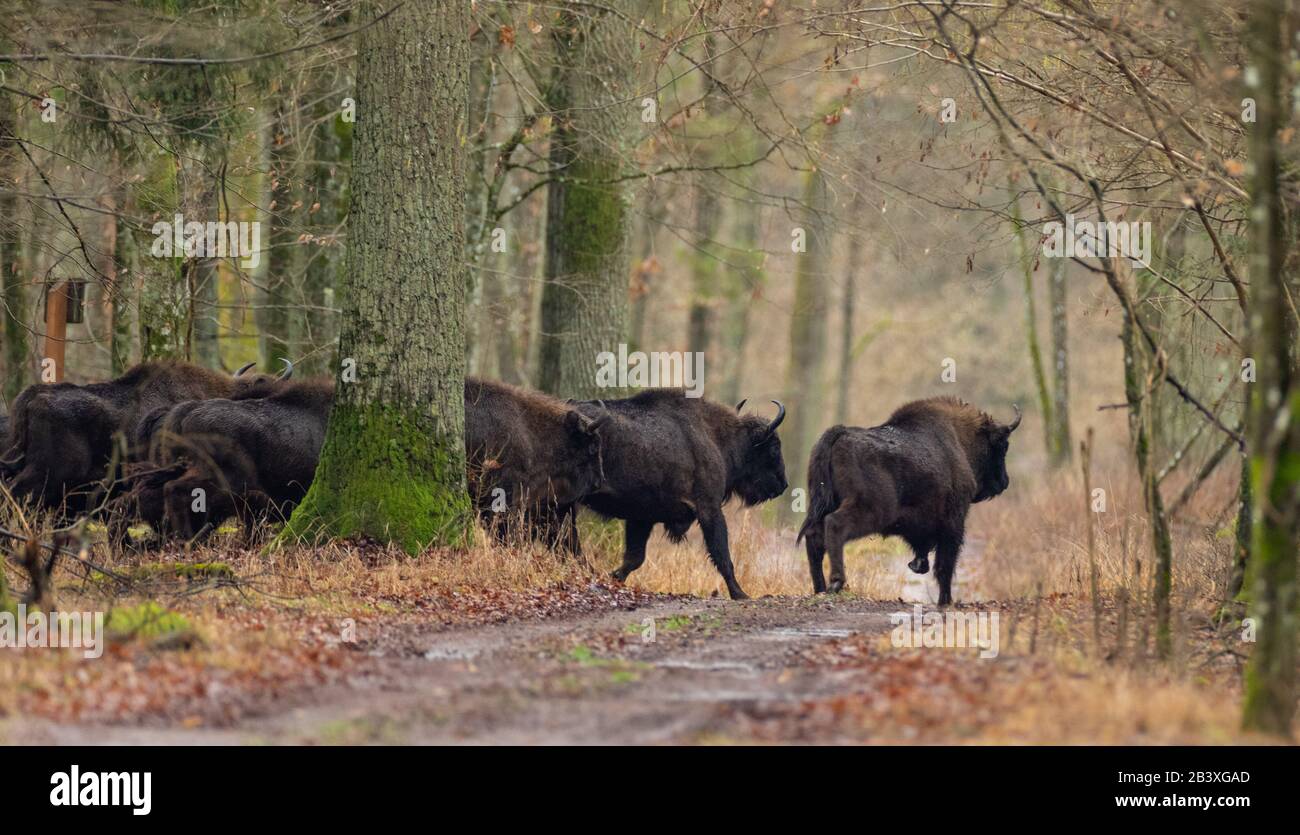 Un bison européen de grande envergure passe à travers la route de la terre dans la forêt d'hiver, la forêt de Bialowieza, Pologne, Europe Banque D'Images