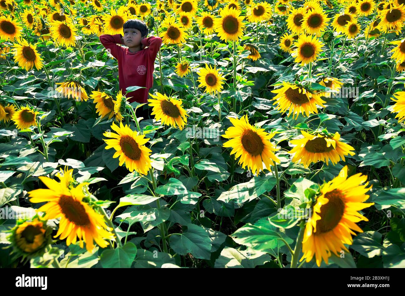 au champ de fleur de soleil Banque D'Images