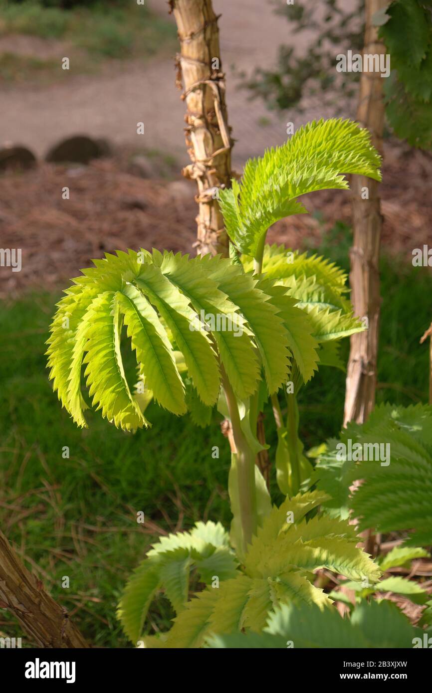 Feuille Majeure De Melianthus Banque D'Images