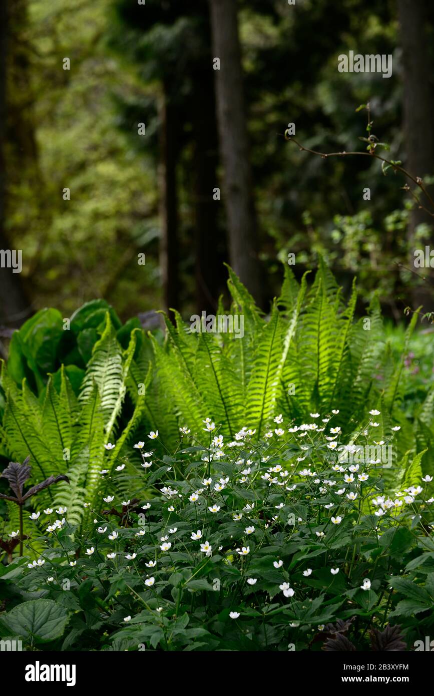 Matteuccia struthiopteris,shuttlecock fern,Anemone canadensis,Canada anemone,fleurs blanches,fleurs,fleuries,ombragées,ombragées,ombragées,boisés,menuisiers, Banque D'Images