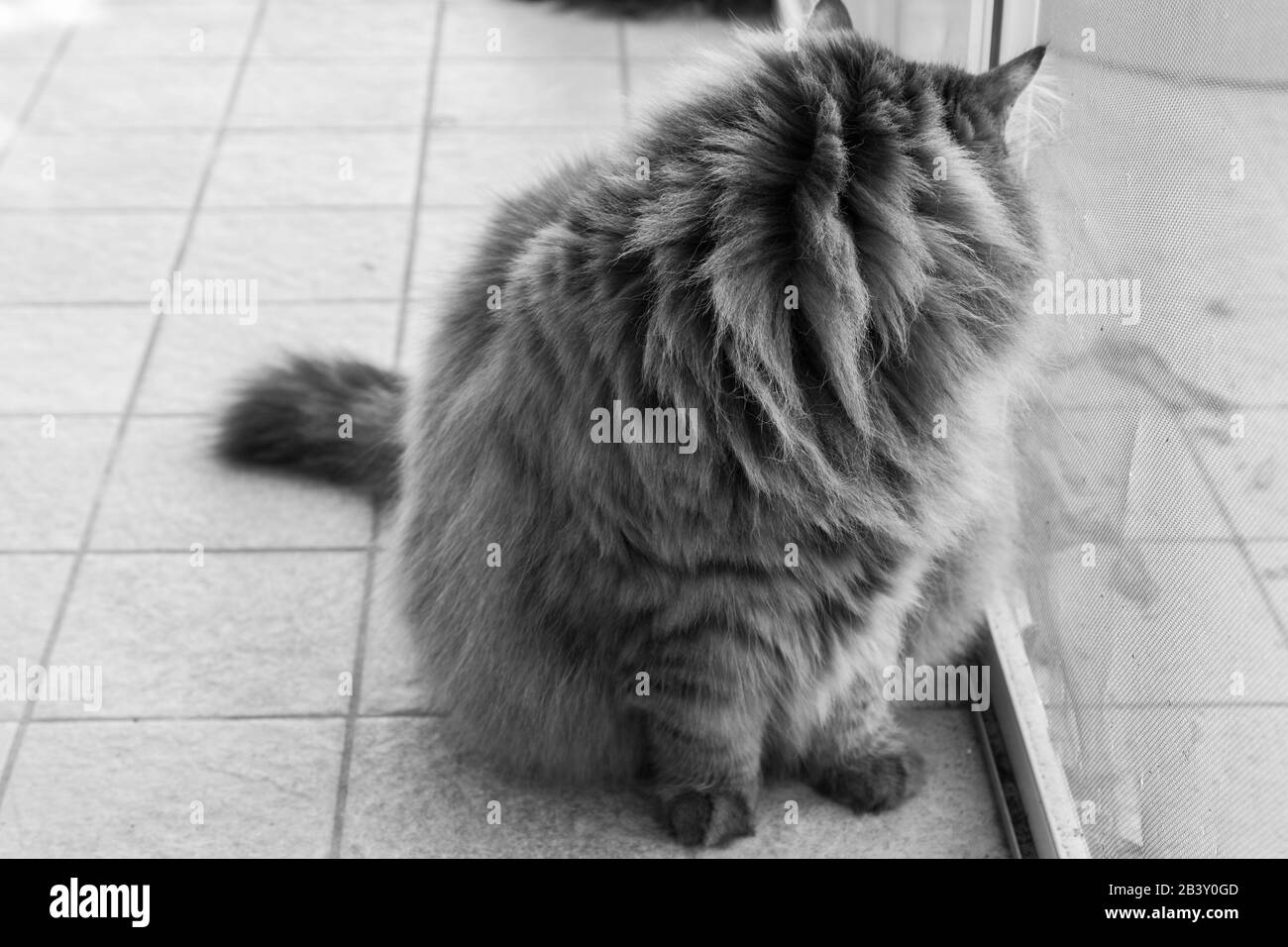 Un chat de race sibérienne à poil long se détend dans un jardin Banque D'Images