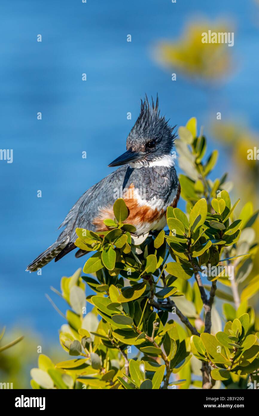 Une femme Belted Kingfisher (Megaceryle alcyon) perchée sur l'eau en Floride, aux États-Unis. Banque D'Images