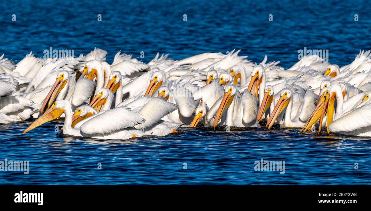 Un troupeau de pélicans blancs américains (Pelecanus erythrorhynchos) nageant et pêchant en groupe dans la réserve naturelle nationale de l'île Merritt, en Floride. Banque D'Images