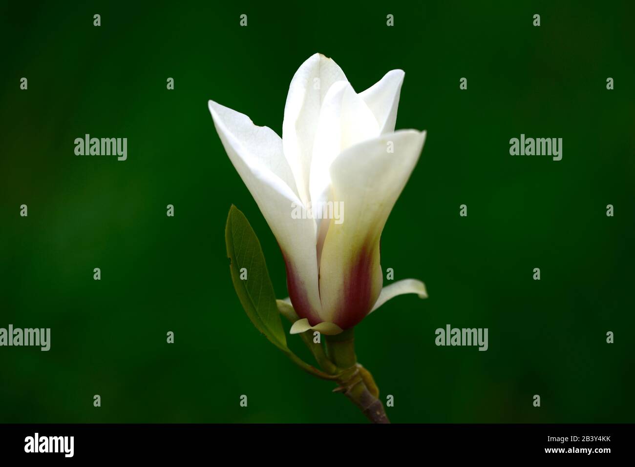 Magnolia denudata lever du soleil, fleurs en forme de goblet, fleurs blanches crème, rouge évasé, floraison, printemps, arbre, arbres, Magnolia chinois compact, petits magnolias, RM Banque D'Images