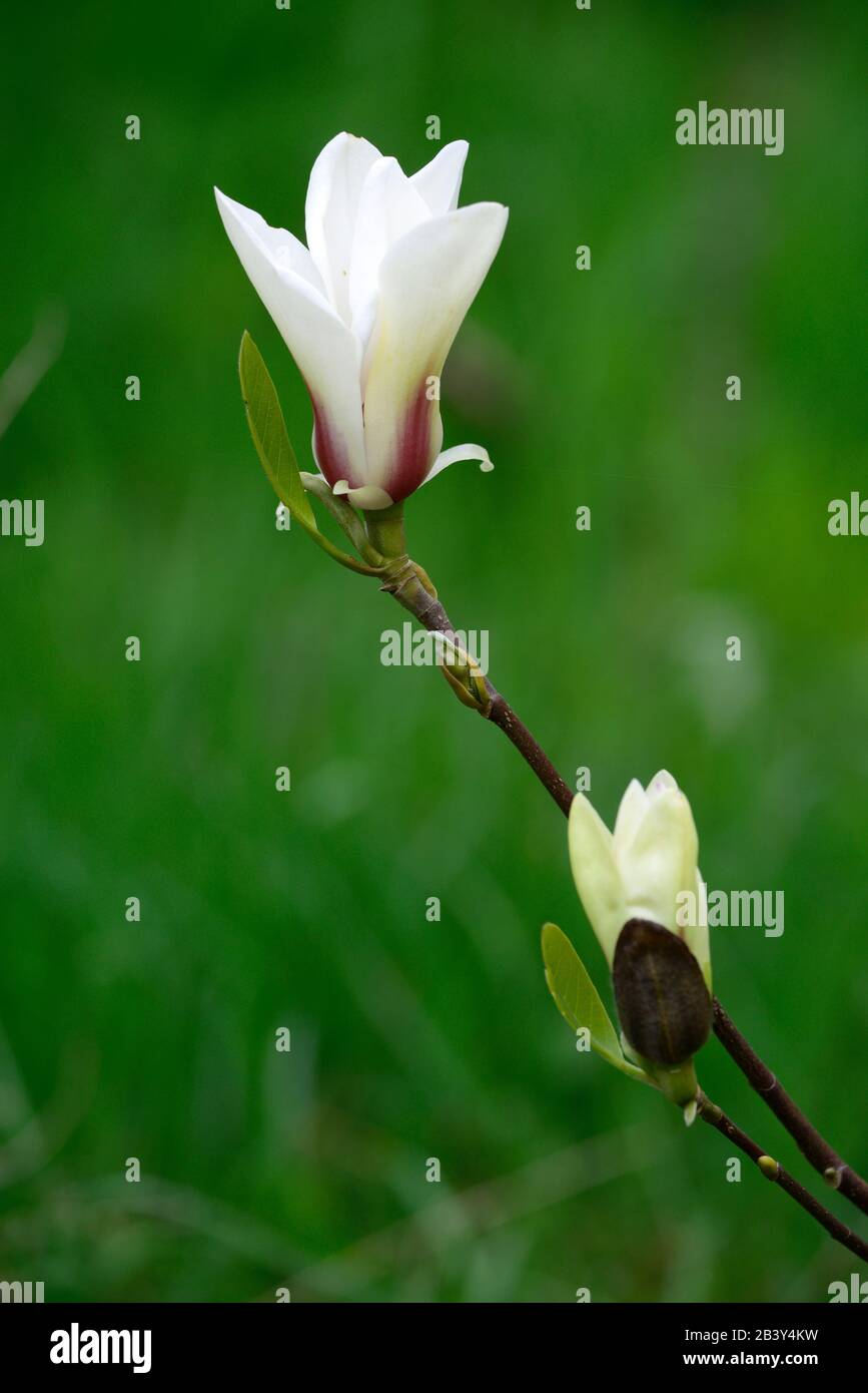 Magnolia denudata lever du soleil, fleurs en forme de goblet, fleurs blanches crème, rouge évasé, floraison, printemps, arbre, arbres, Magnolia chinois compact, petits magnolias, RM Banque D'Images