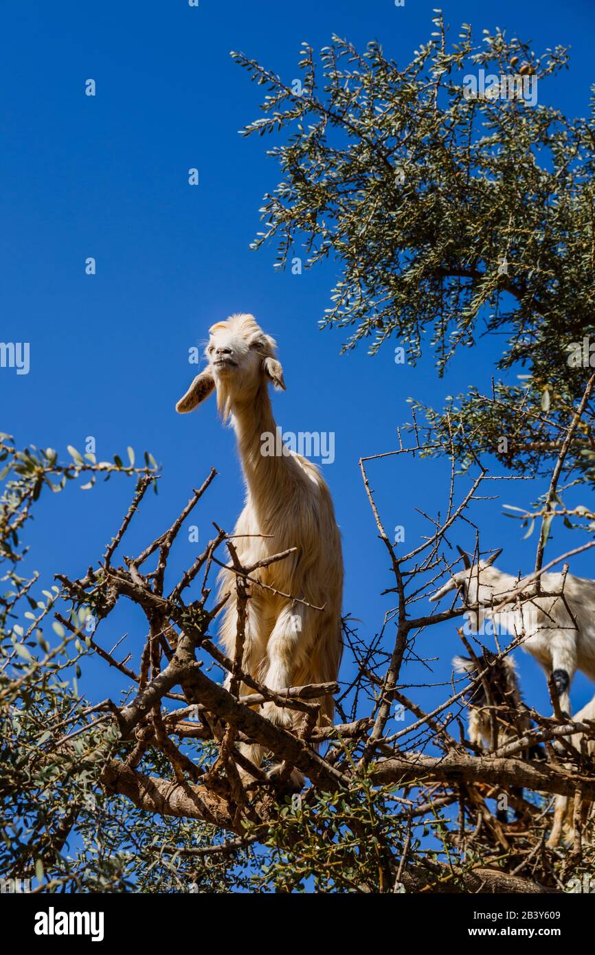 Image de chèvres montées sur un arbre au Maroc. Banque D'Images