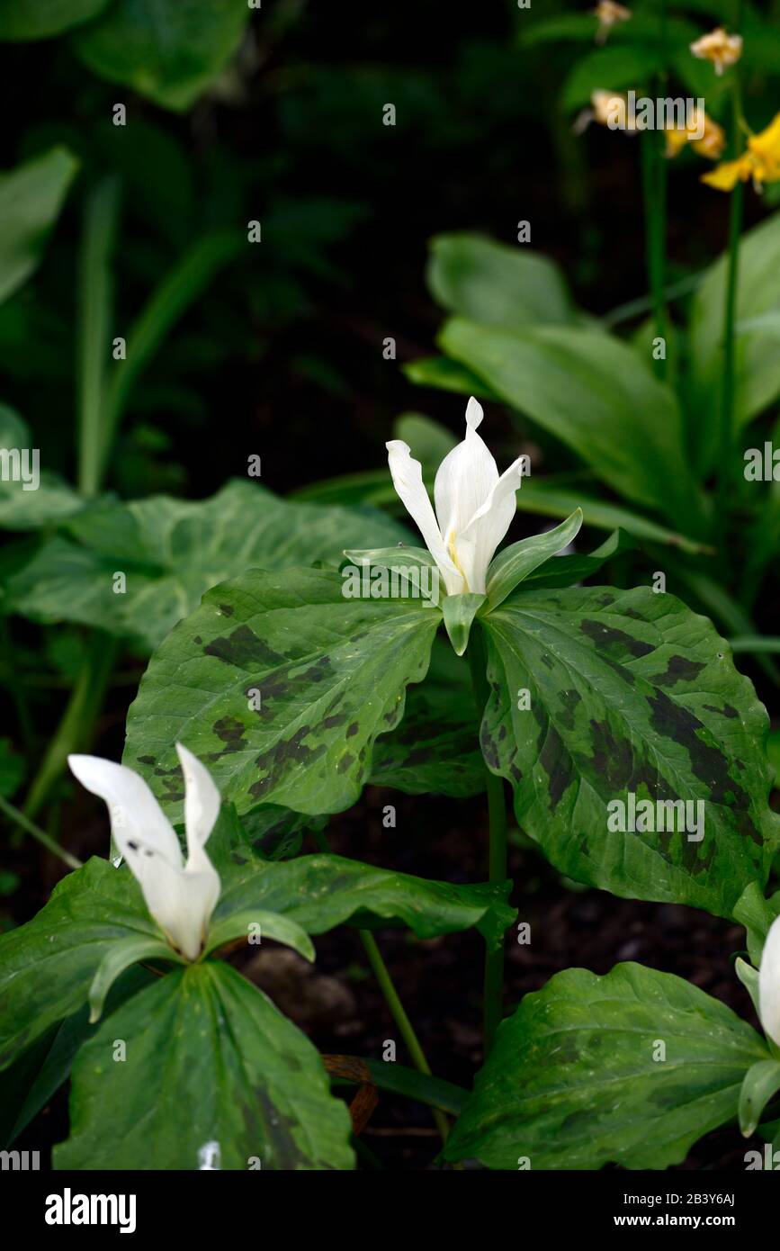 Trillium albidum,blanc,fleurs printanières,floraison,ombragé,ombragé,bois,bois,jardiniers,RM Floral Banque D'Images
