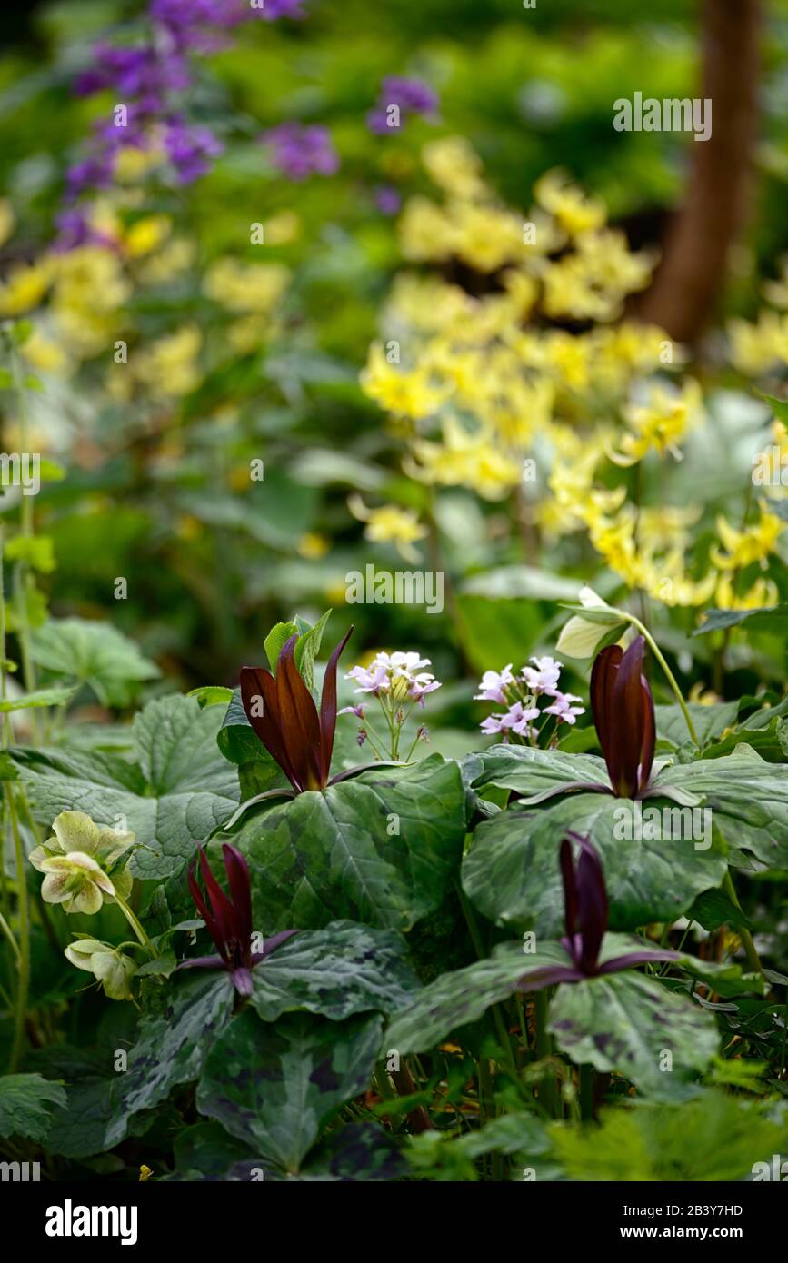 Trillium kurabayashii,violet,rouge,fleur,fleurs,pagode erythronium,fon lys,violet pied-de-poule,printemps,fleurs jaunes,floraison,ombragé,ombragé,bois Banque D'Images