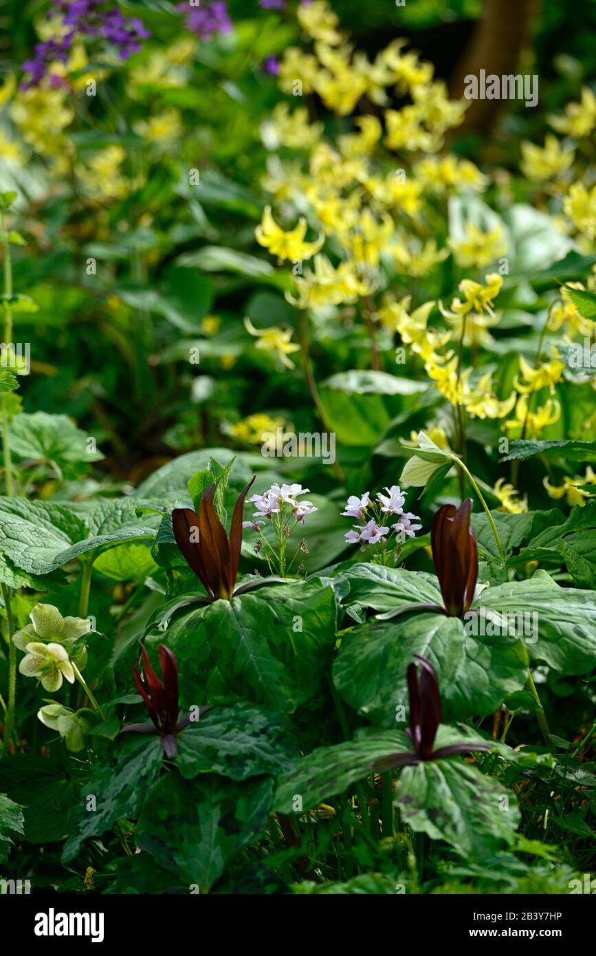 Trillium kurabayashii,violet,rouge,fleur,fleurs,pagode erythronium,fon lys,violet pied-de-poule,printemps,fleurs jaunes,floraison,ombragé,ombragé,bois Banque D'Images